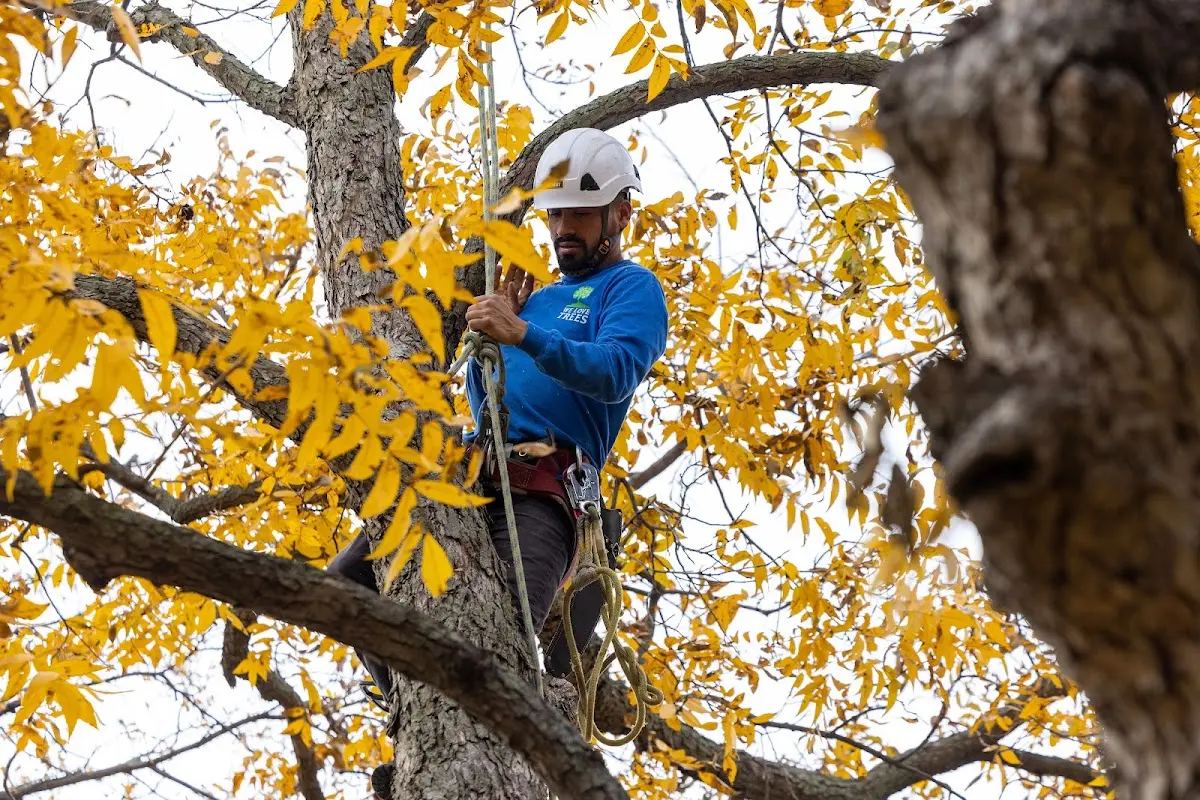 Skilled Tree Planing crew working in Fullerton